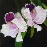 Orquideas 5